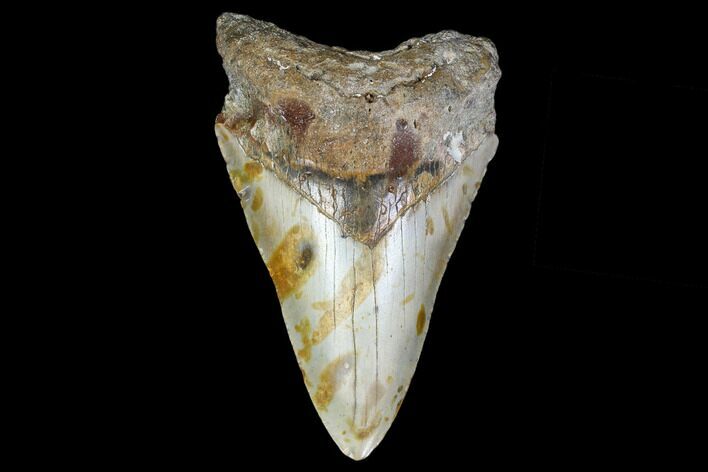 Bargain, Fossil Megalodon Tooth - North Carolina #119430